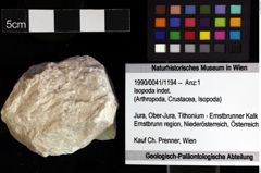 Foto (Objket + Etiketten) von Isopoda indet. 